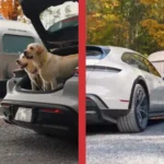 Porsche vs. Luxury SUVs